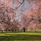 Aufnahme vom 14.03.2014, Blütenrausch im Schwetzinger Schlossgarten (Mannheim). Jedes Jahr...