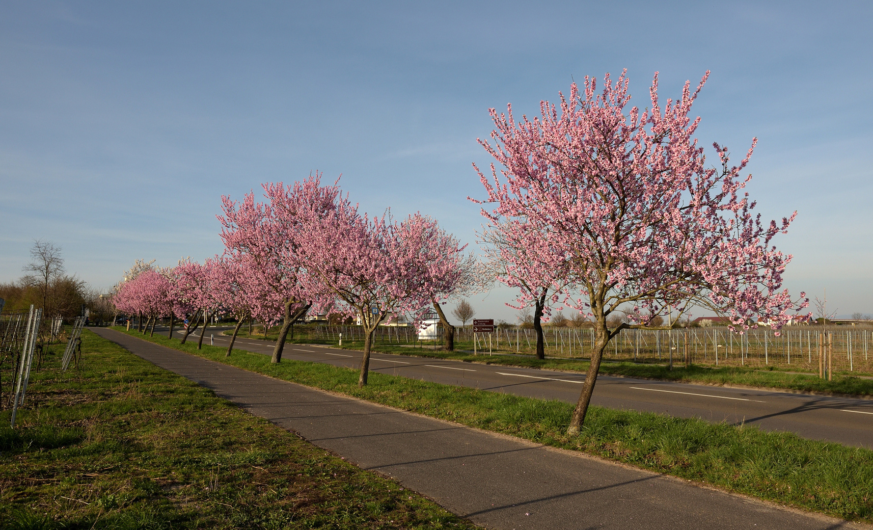 Aufnahme vom 25.03. 2017. Die Pfalz im Blütenrausch, die Mandelblüte ist voll im Gange.