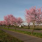 Aufnahme vom 25.03. 2017. Die Pfalz im Blütenrausch, die Mandelblüte ist voll im Gange.