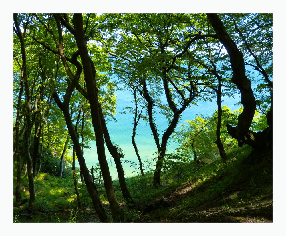 Aufnahme vom Ufer der Steilküste- Rügen