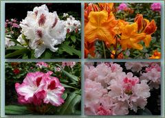 Aufnahmen aus dem Rhododendronpark in Westerstede-Linswege