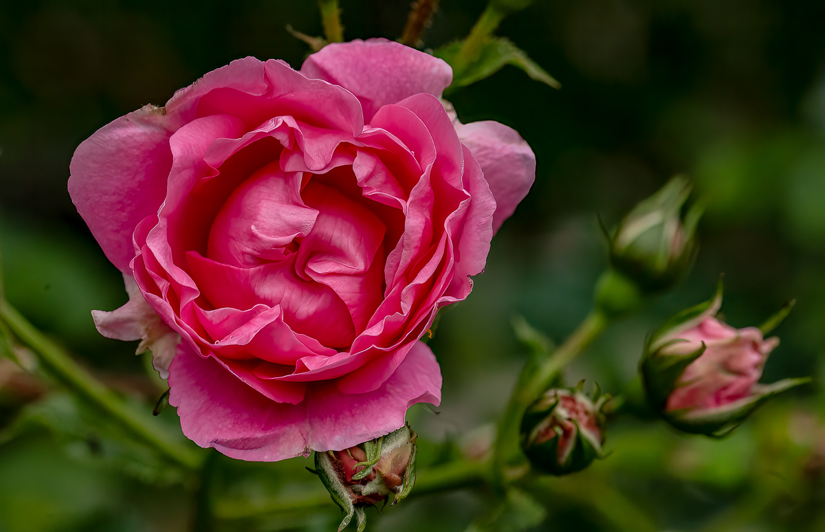 Aufnahmen vom Volksgarten ' Rosengarten' Wien