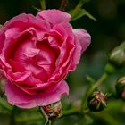 Aufnahmen vom Volksgarten ' Rosengarten' Wien