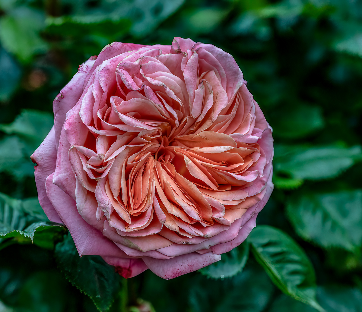 Aufnahmen vom Volksgarten' Rosengarten' Wien