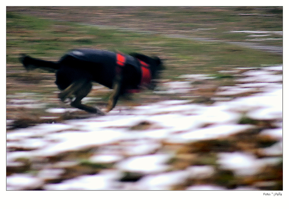 Aufnahmen von Hunden