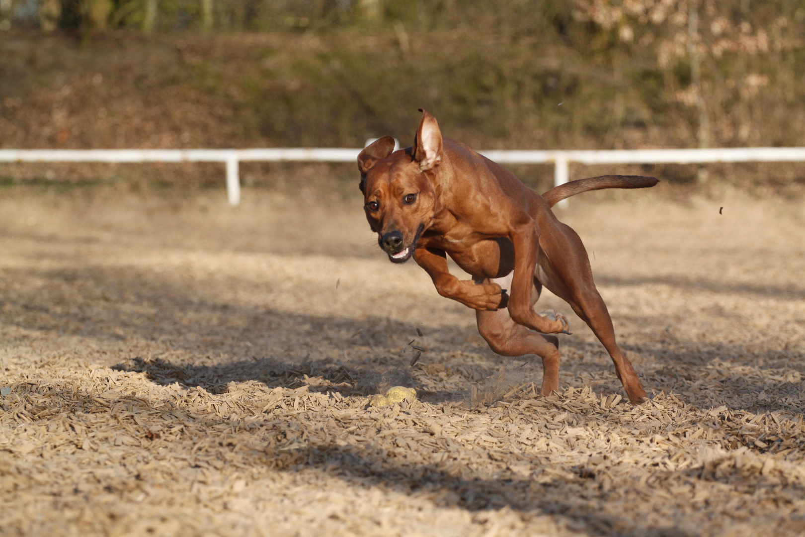 Auf``nem Sprung