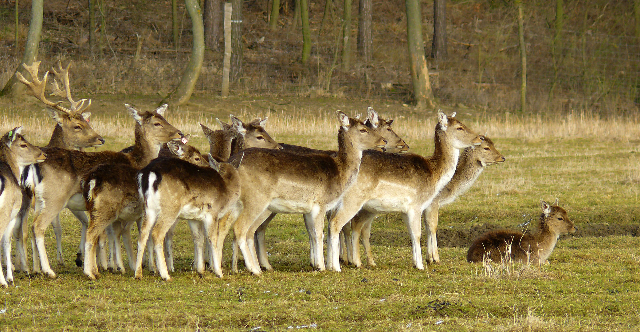 Aufpassen auf den Nachwuchs