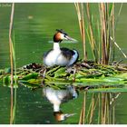 ---- Aufpassen ist ganz wichtig ---- ( Podiceps cristatus )