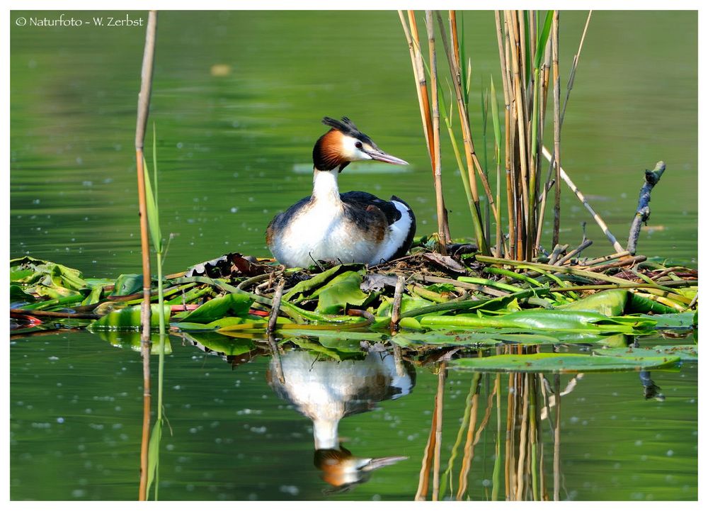 ---- Aufpassen ist ganz wichtig ---- ( Podiceps cristatus )