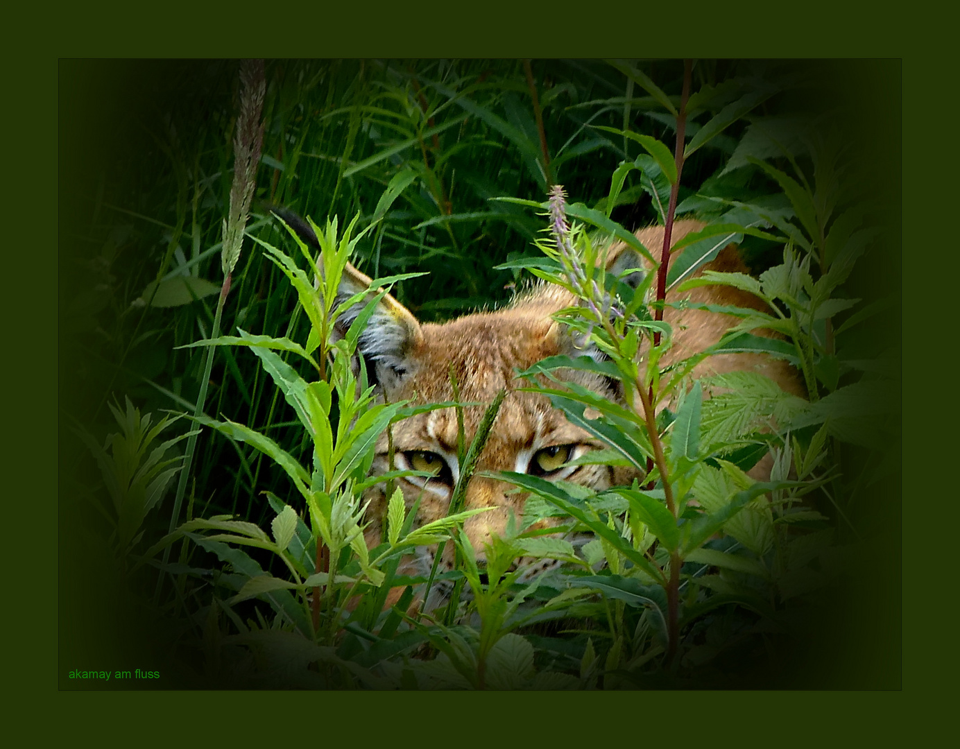 Aufpassen wie ein Luchs . . .