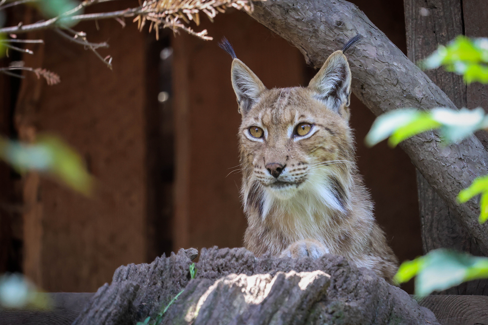 Aufpassen wie ein Luchs 