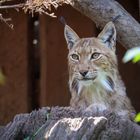 Aufpassen wie ein Luchs 