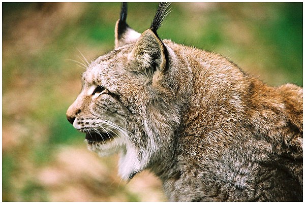 Aufpassen wie ein Luchs