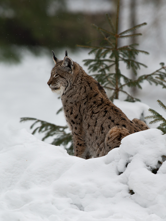 Aufpassen wie ein Luchs