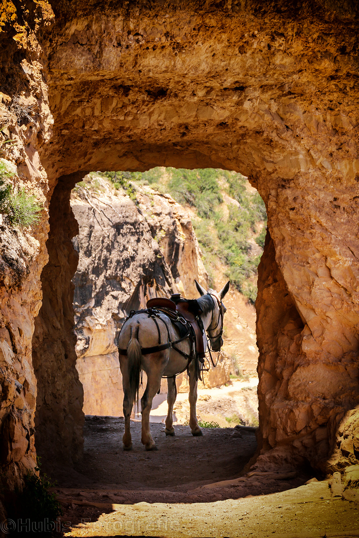 Aufpasser am Grand Canyon