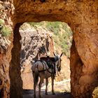 Aufpasser am Grand Canyon