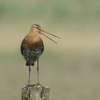 Aufpasser - Uferschnepfe im Ochsenmoor