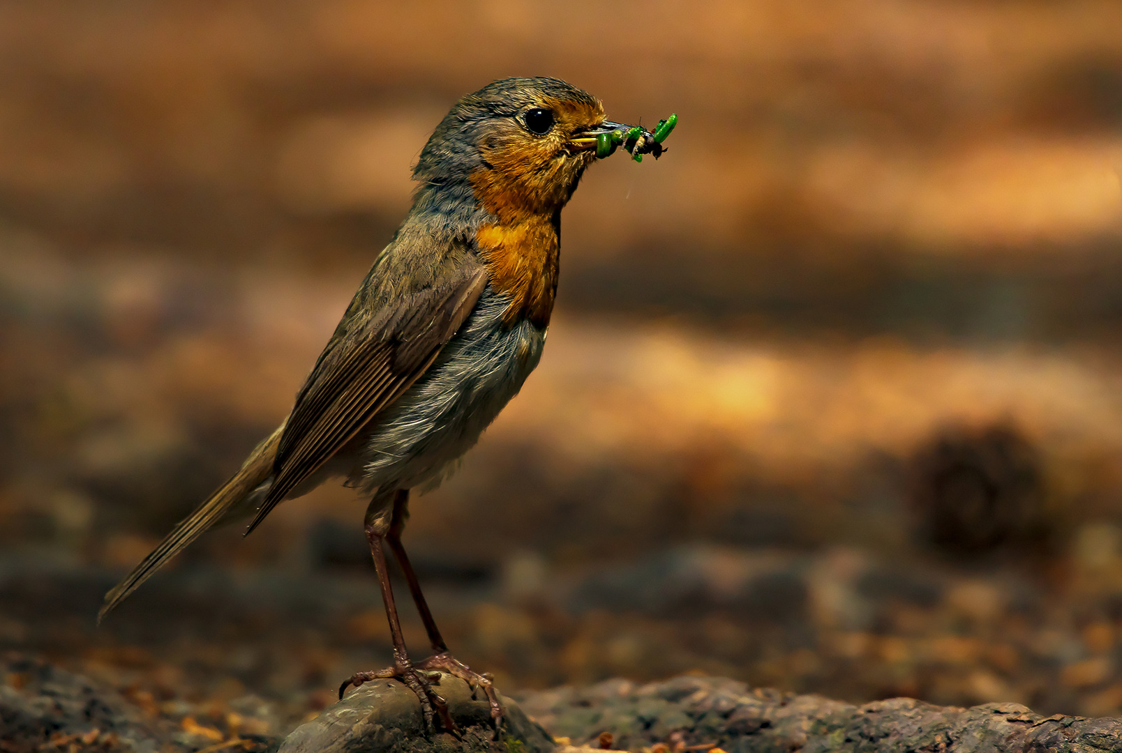 AUFRECHT Foto & Bild tiere, wildlife, wild lebende vögel Bilder auf