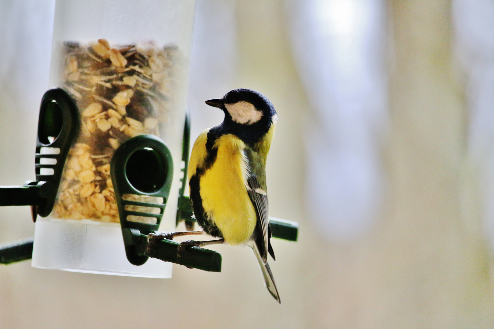 Aufrechte Körperhaltung ( Vogelhausbeobachtungen )