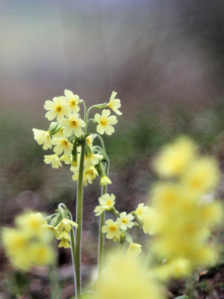  Aufrechte Schlüsselblume, Primula elatior