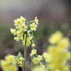  Aufrechte Schlüsselblume, Primula elatior