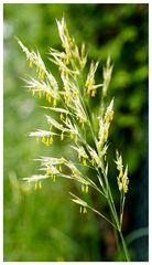 Aufrechte Trespe (Bromus erectus)