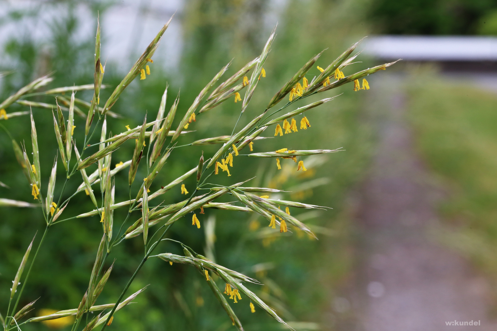 Aufrechte Trespe (Bromus erectus)