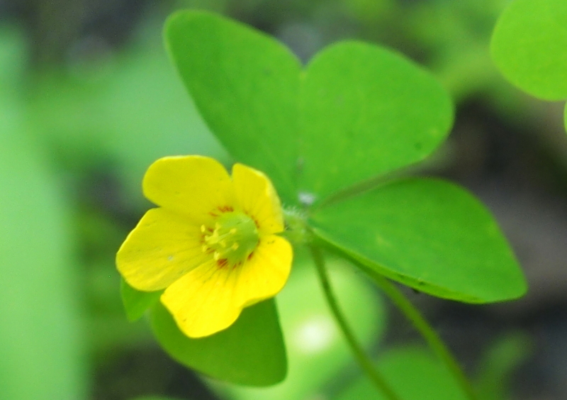 Aufrechter Sauerklee 'Oxalis stricta'