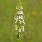 Aufrechter Ziest (Stachys recta), auch Heideziest 