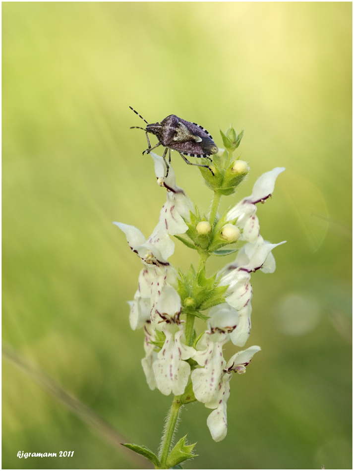 Aufrechter Ziest (Stachys recta).....