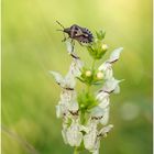 Aufrechter Ziest (Stachys recta).....