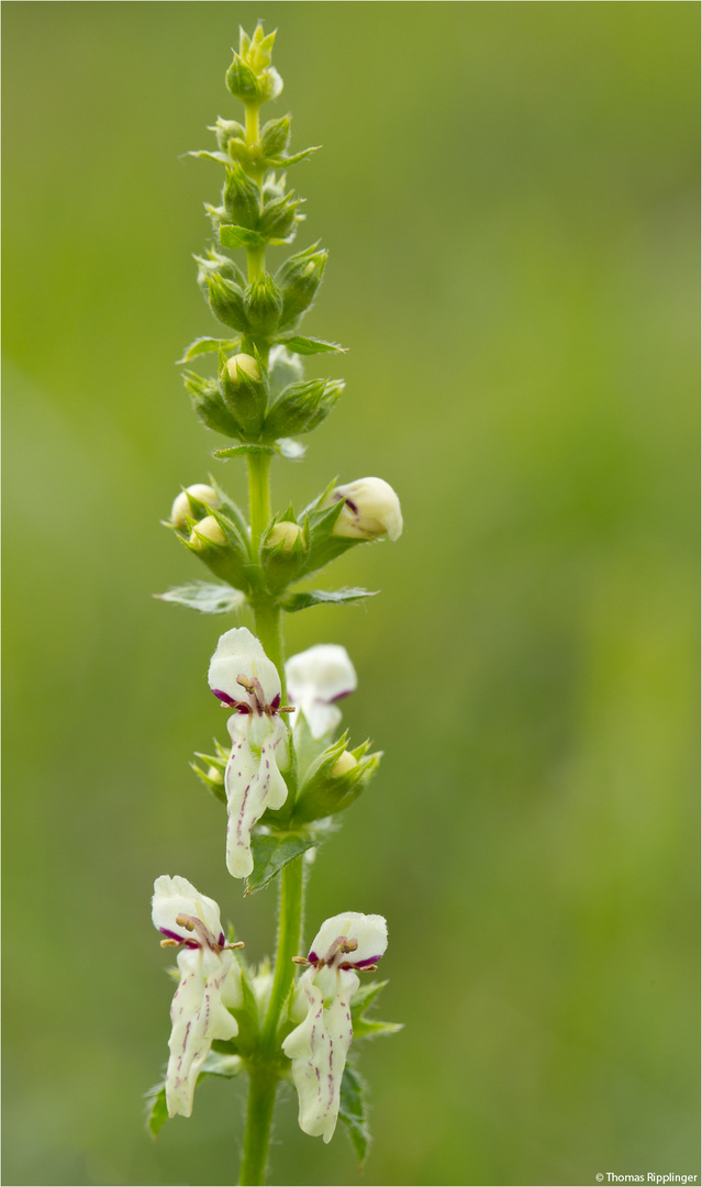 Aufrechter Ziest (Stachys recta)