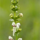 Aufrechter Ziest (Stachys recta)