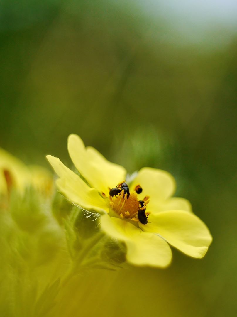 Aufrechtes Fingerkraut ( Potentilla erecta )