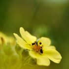 Aufrechtes Fingerkraut ( Potentilla erecta )