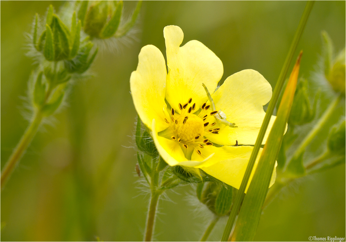 Aufrechtes Fingerkraut (Potentilla recta).