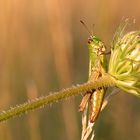 Aufrechtes Kerlchen