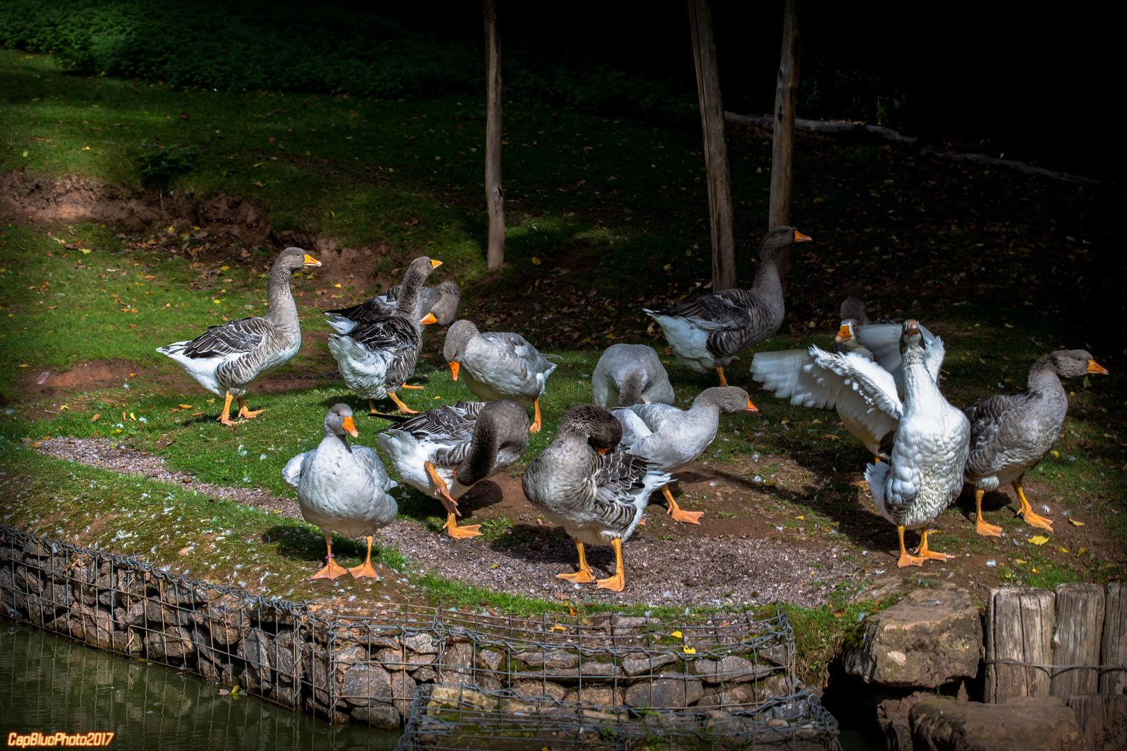 Aufregung am Ententeich im Wildpark Silz