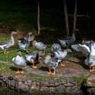 Aufregung am Ententeich im Wildpark Silz