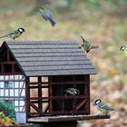 Aufregung am Futterhaus