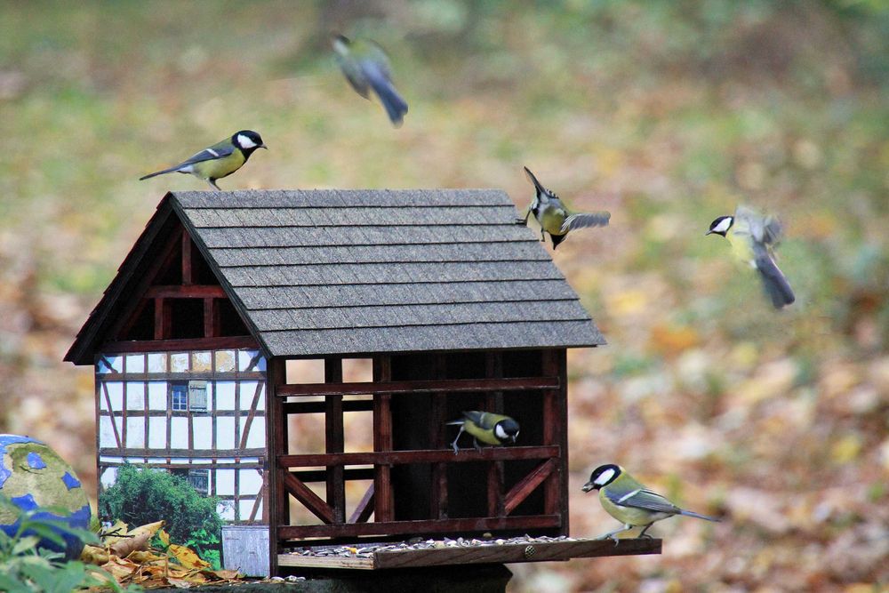 Aufregung am Futterhaus