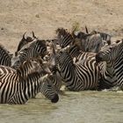 Aufregung am Wasserloch 