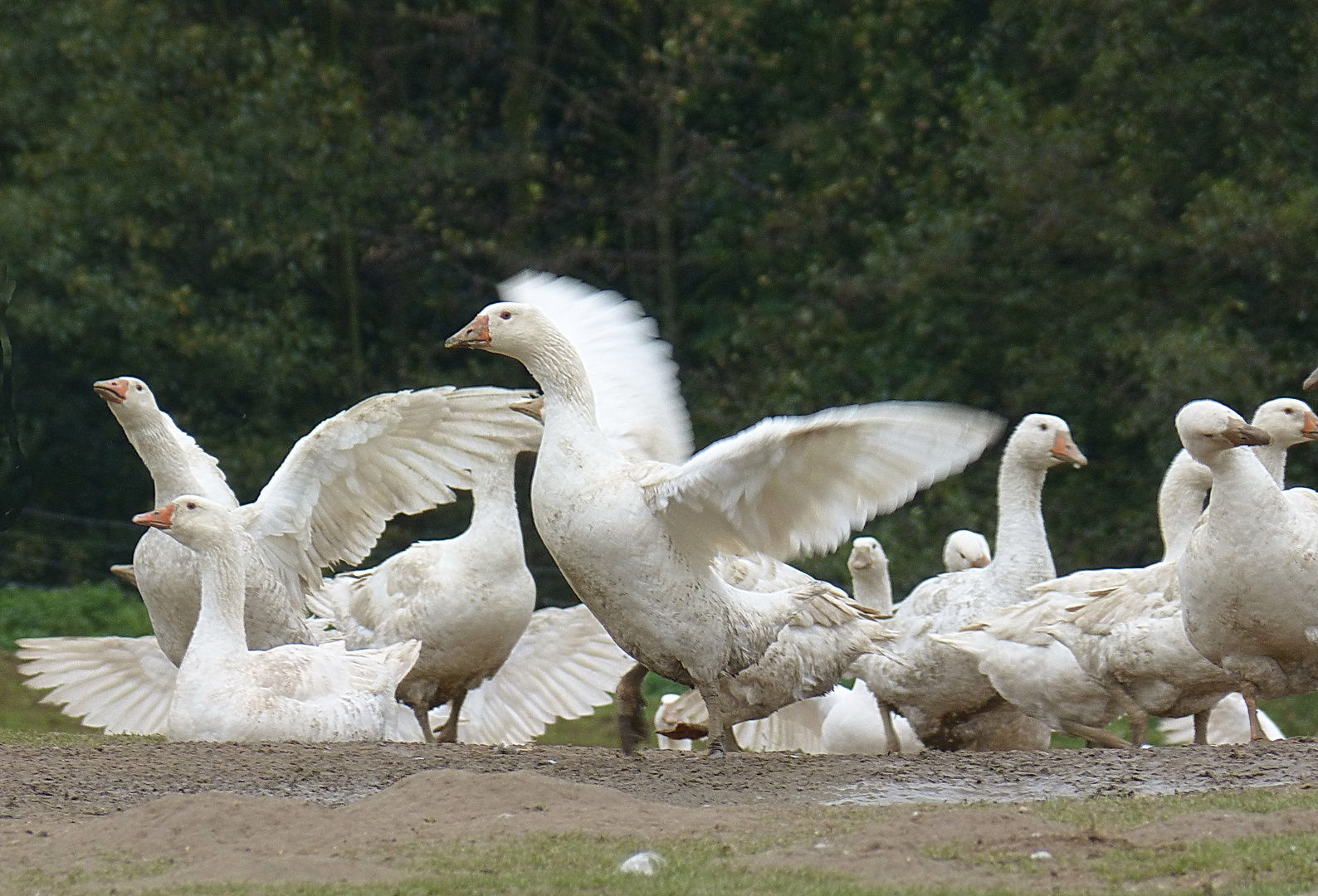 Aufregung auf dem Gaensehof