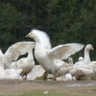 Aufregung auf dem Gaensehof