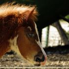 Aufregung auf der Koppel