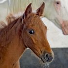 Aufregung bei den Fohlen im Stall, zum Glück ist die Mutter da!