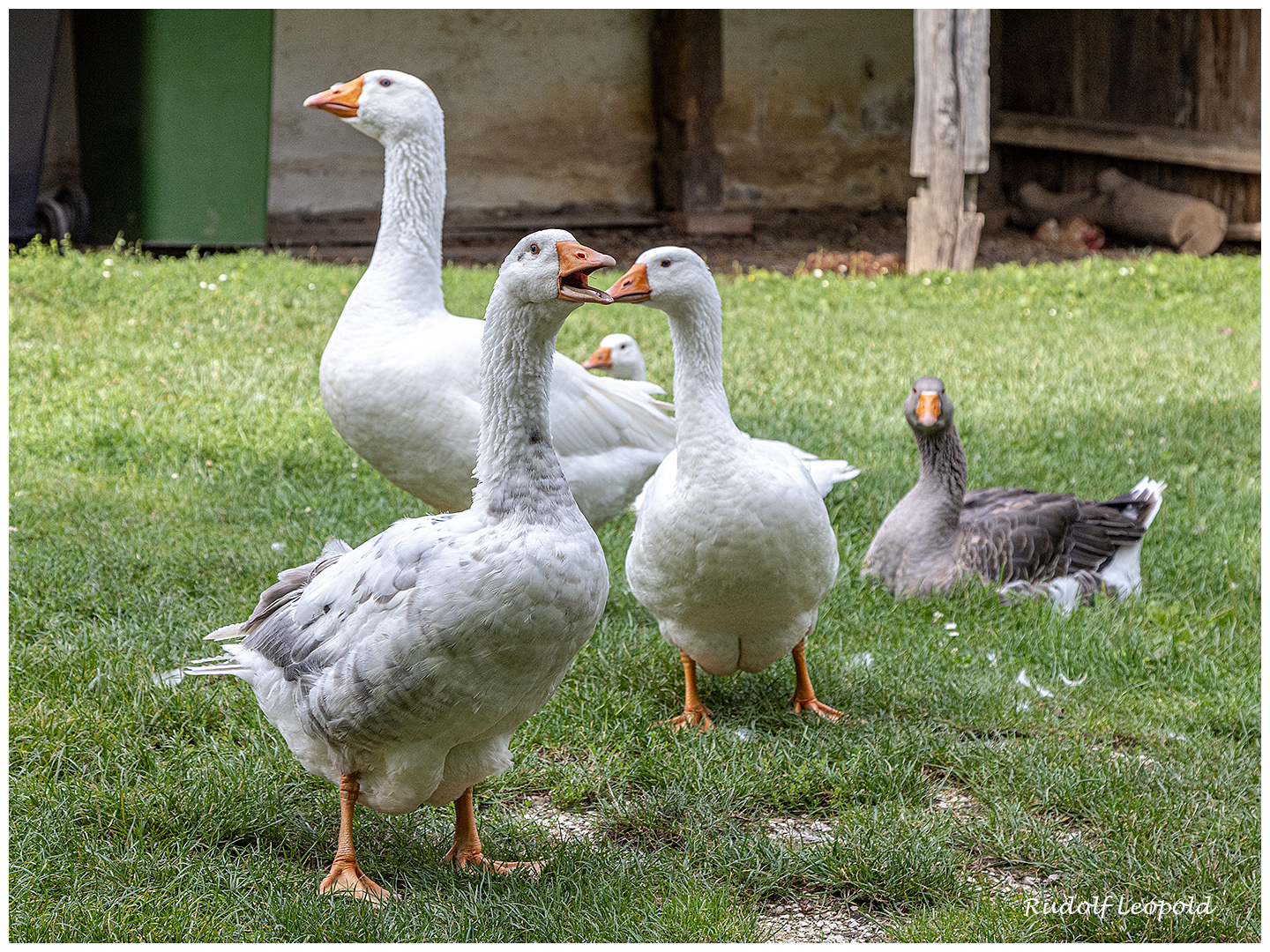 Aufregung bei den Gänsen