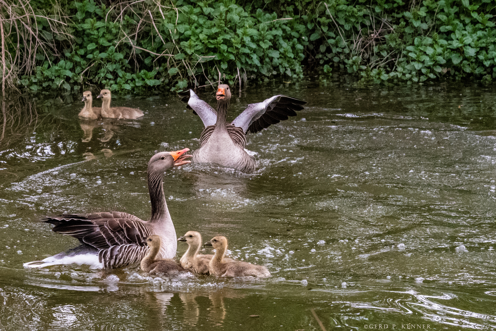 Aufregung bei Familie (Grau-)Gans