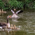 Aufregung bei Familie (Grau-)Gans