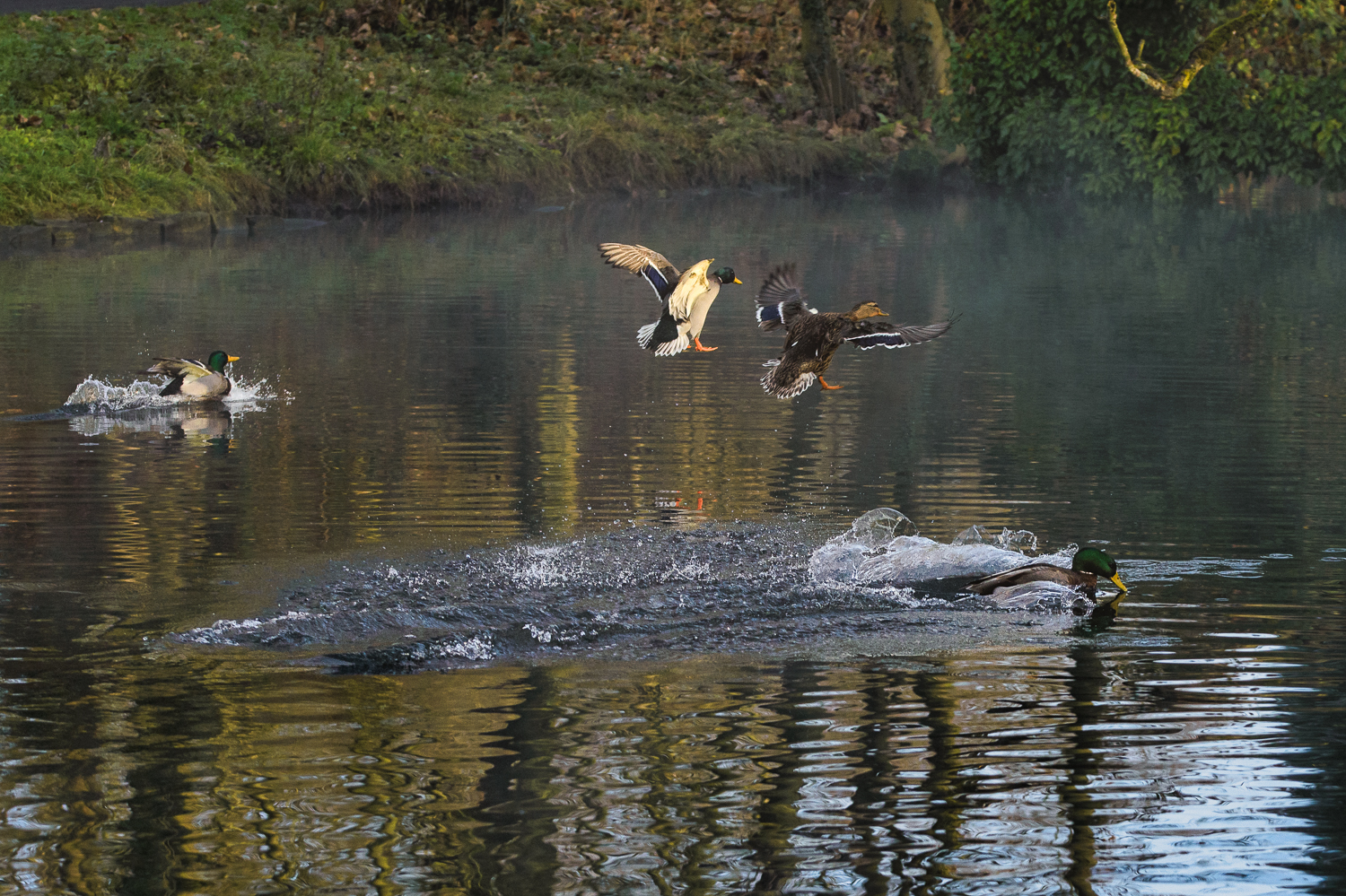 Aufregung im Enten-Teich. (Dezember 2021) 